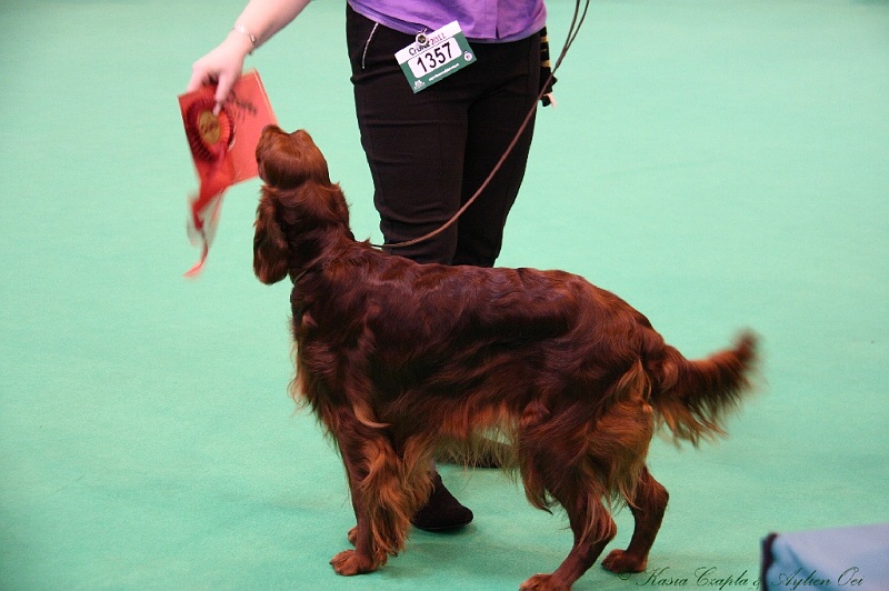 Crufts2011 460.jpg